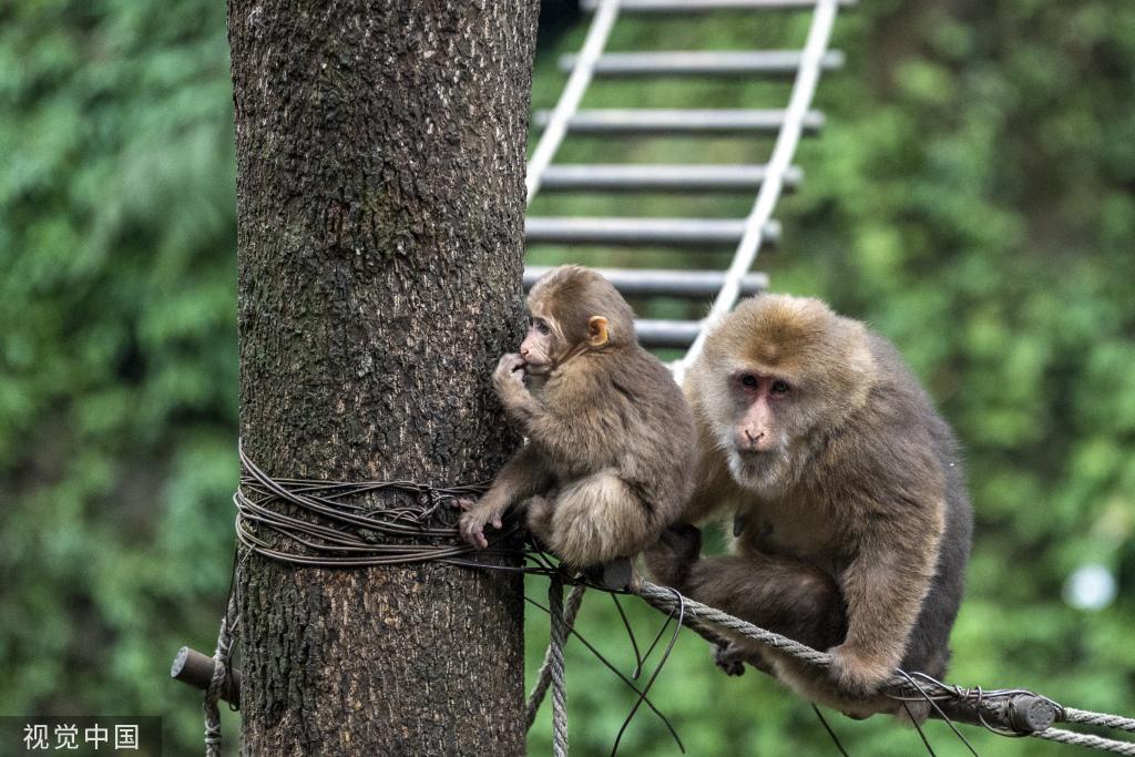 峨眉山景区推进“人猴分离”管理 减少猴群伤人事件发生
