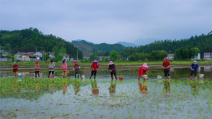 抗旱栽秧的技术要点