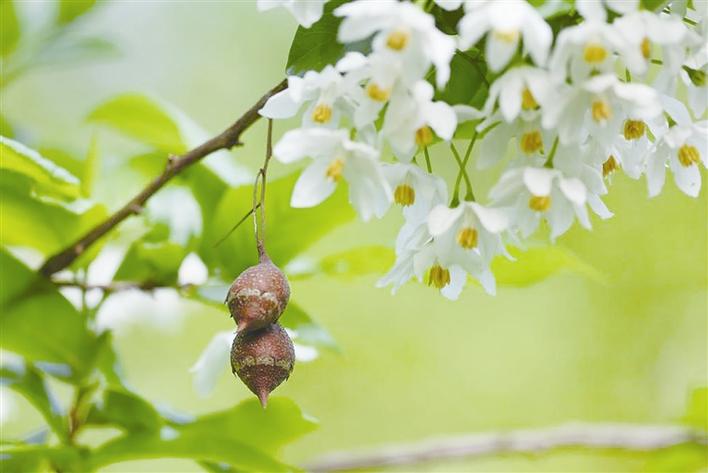 能结“秤锤”的特色植物——秤锤树