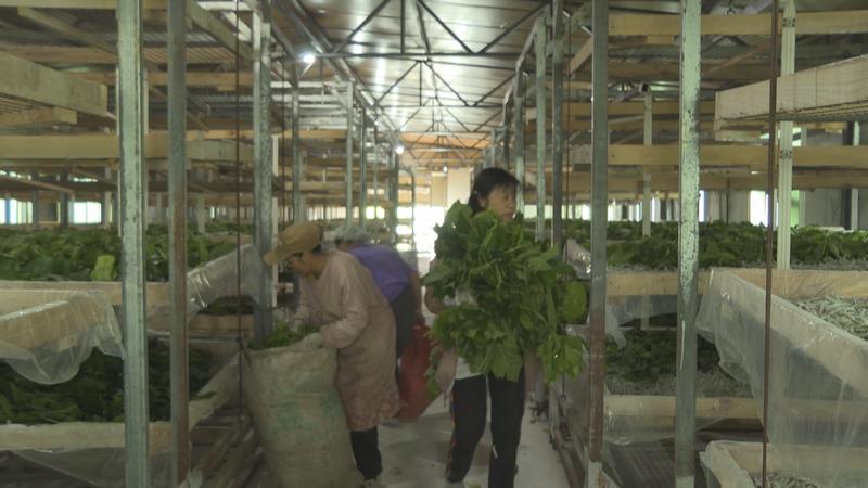 普定：种桑养蚕好势头 作茧致富新“丝”路